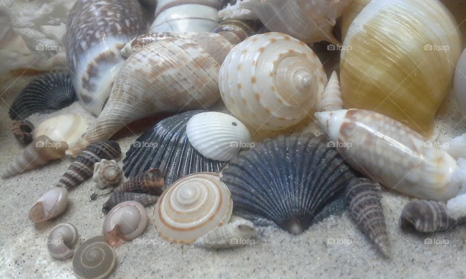 seashell scene horizontal with coral and sand