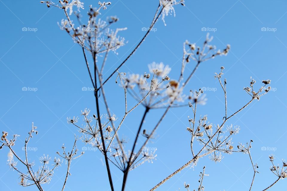 in the winter the frozen blades are decorated with small pieces of ice. beautifully look against the background of the blue sky