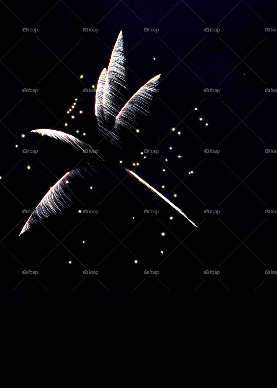 Fireworks palm tree