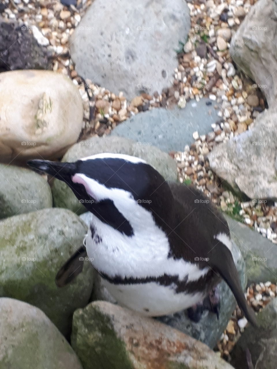 Penguin On Rocks