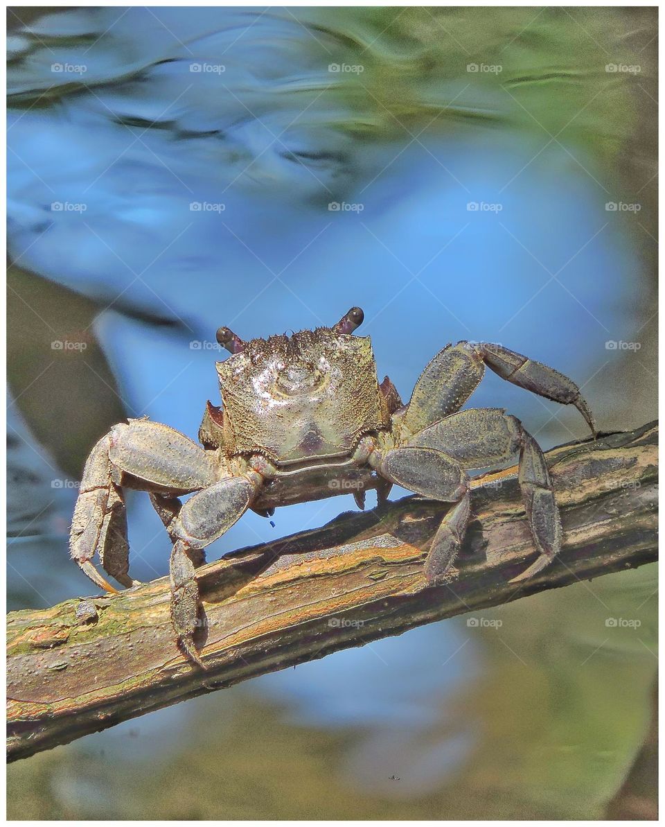 this crab ready to jump in the swamp
...while i'am try to catch the photo