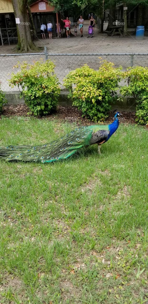 Peacock