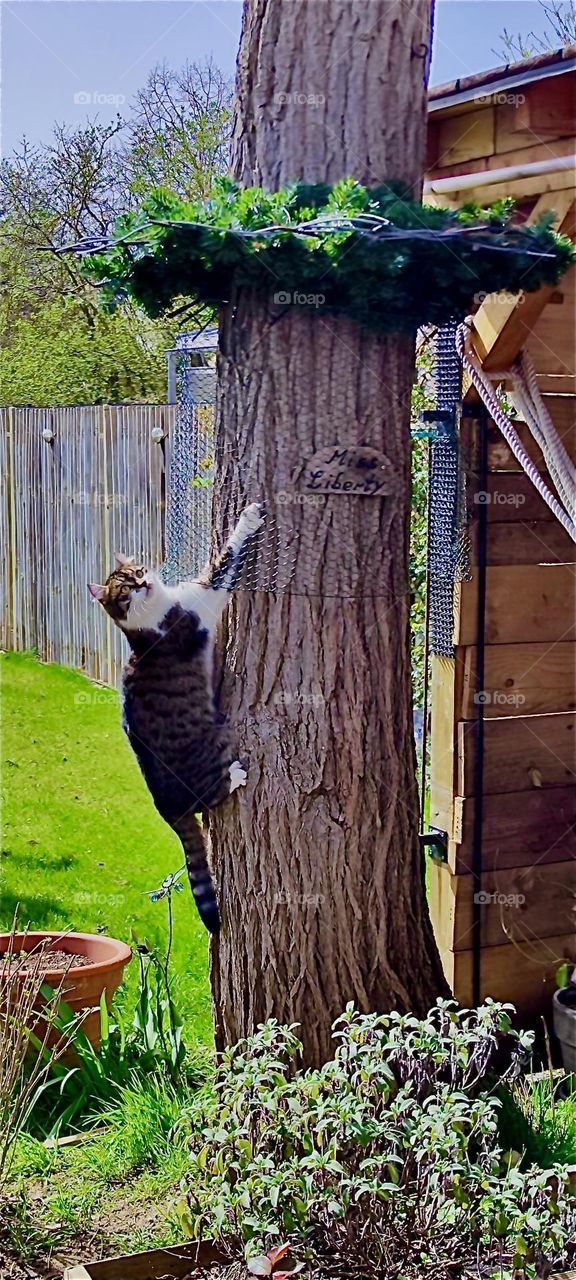 “Roukey”, the tomcat is determined to climb this tree in a beautiful garden in rural “Bavaria” and so far he is making good progress. 2024. Hypnotic Productions