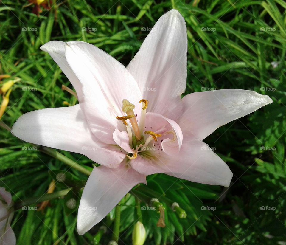 soft pink Lily petals