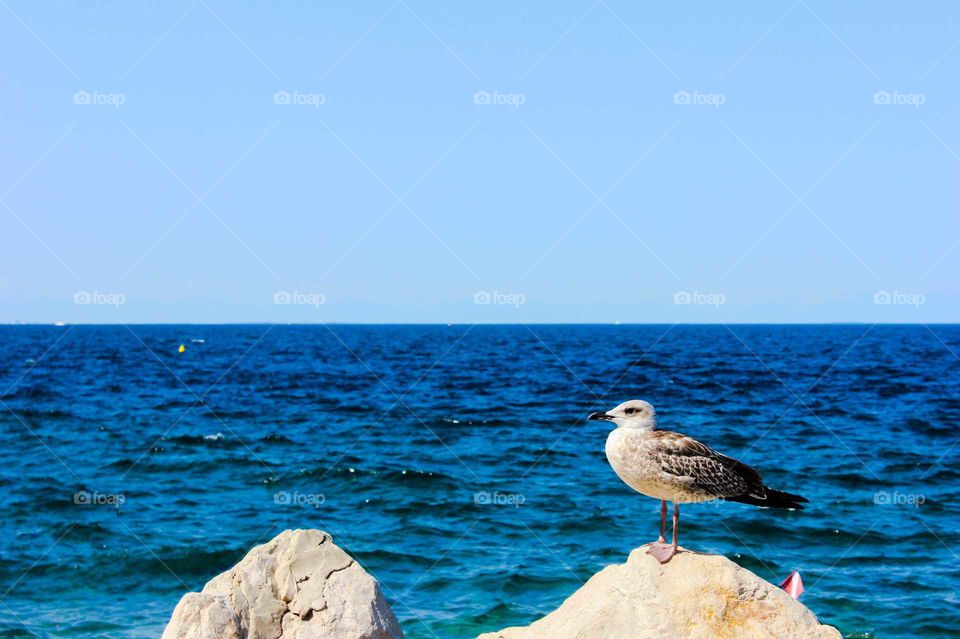 seagull sitting on a rock against the sea