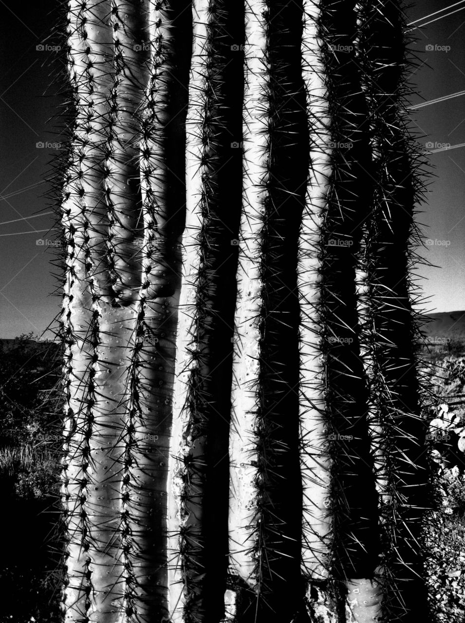 Cactus trunk