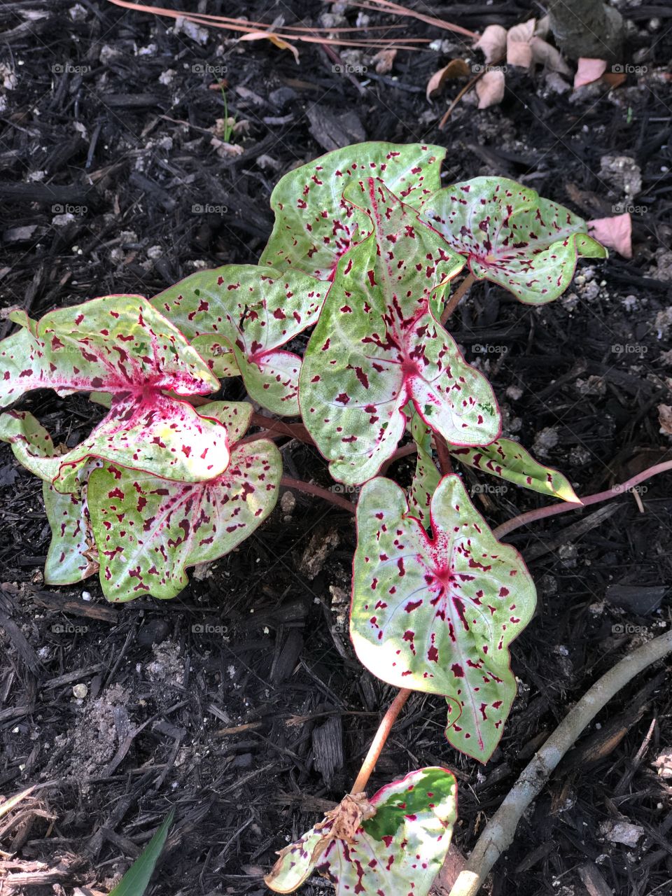 Caladiums speckled with fuchsia are a nice addition to the backyard.