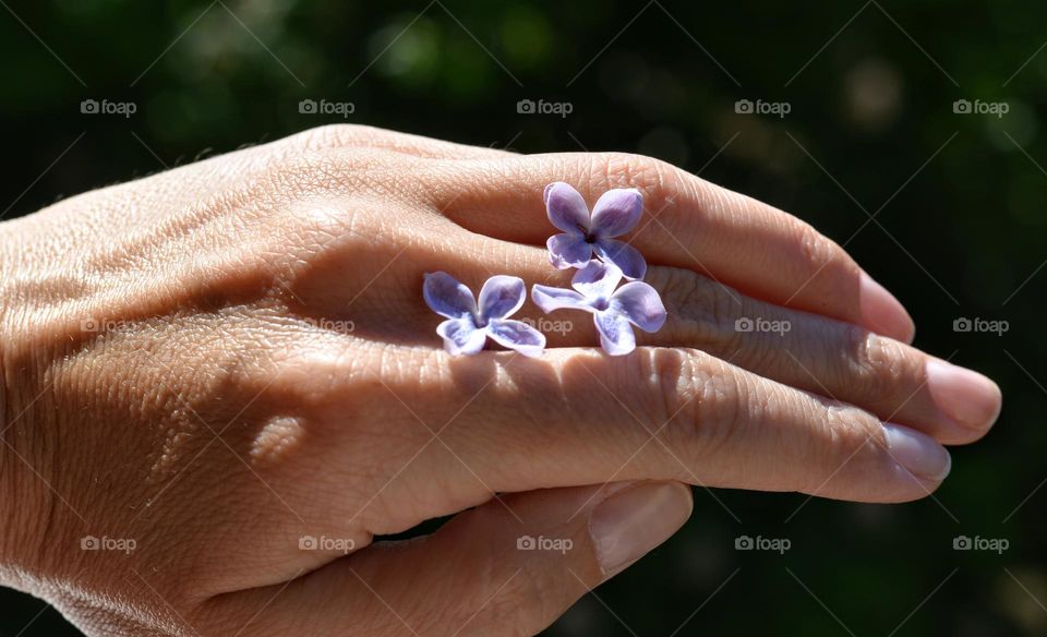 lilac purple flowers and female hand beautiful close up