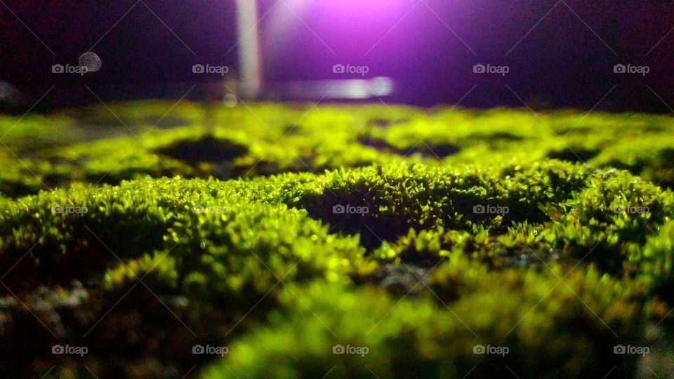 Green field, dark night.