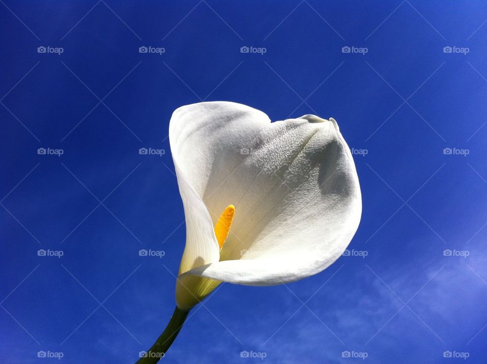 Calla Lily