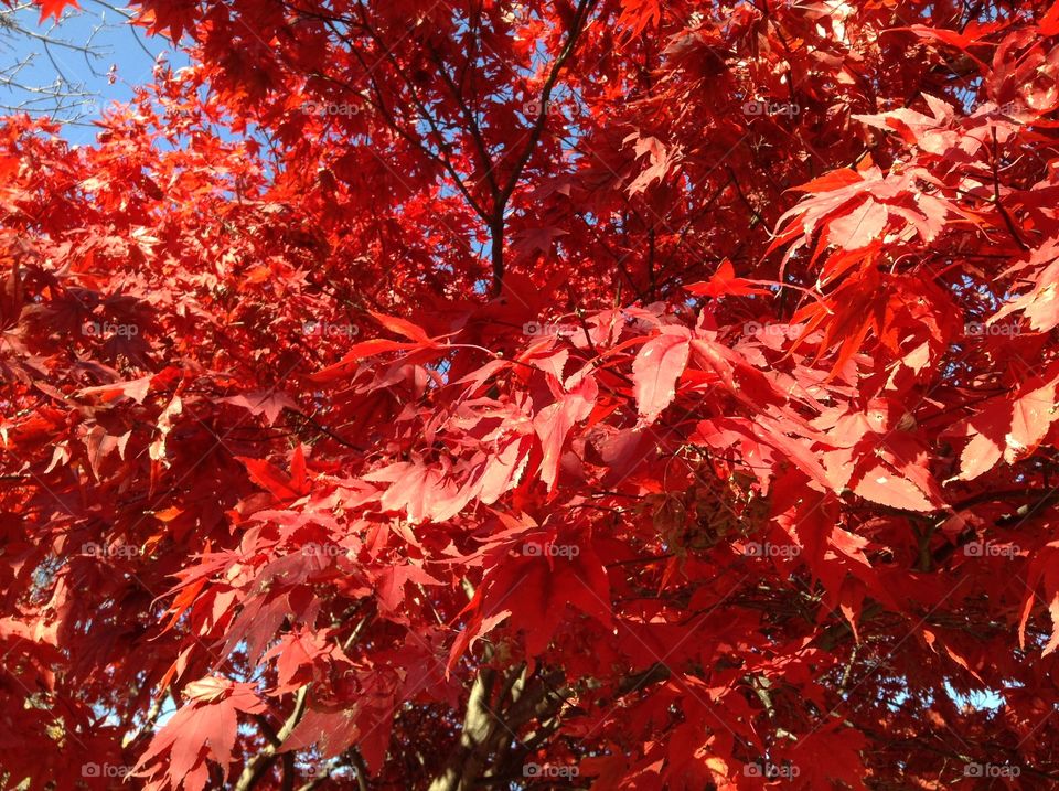 Red maple leaves 