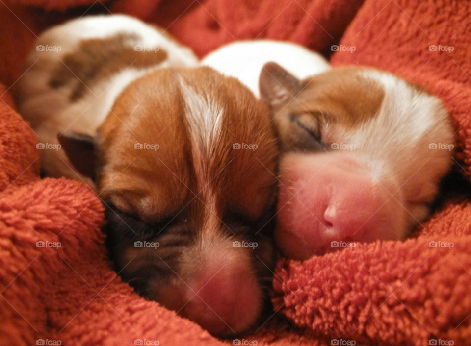Close-up of two puppies
