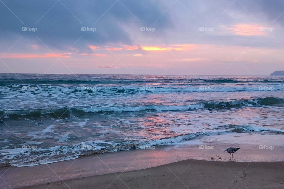 Mission Birds&Bees - Nature in Motion