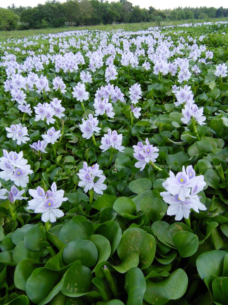water hyacinth flower tract
