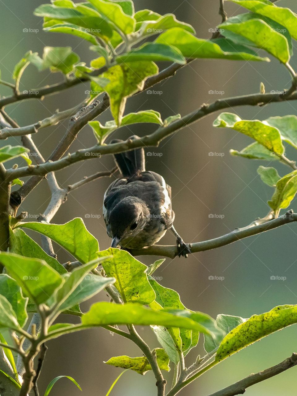 Magpie Robin Bird