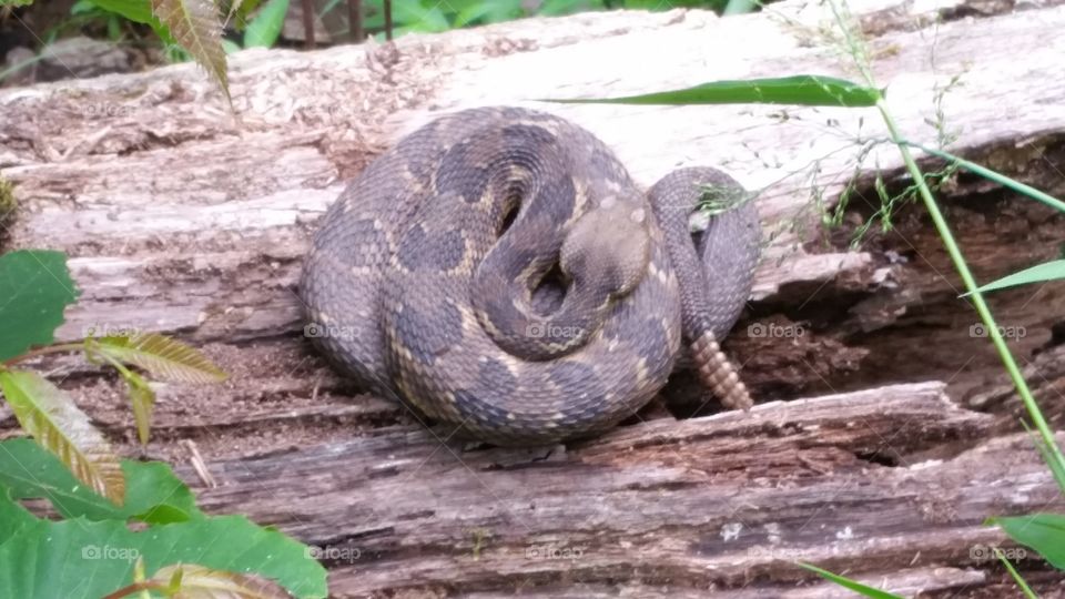 rattlesnake