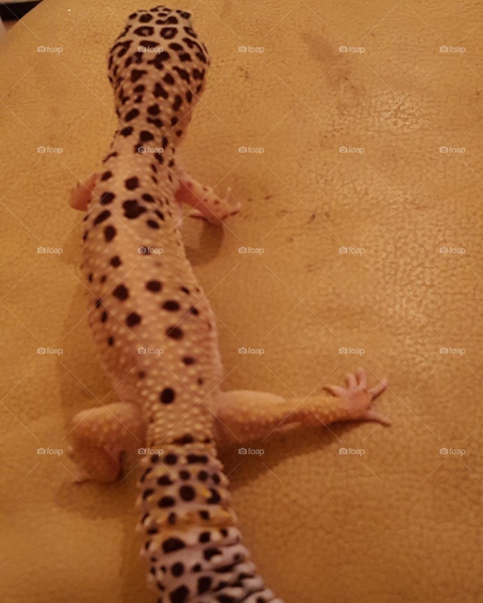 Gordon gecko practising
 her ninja moves!