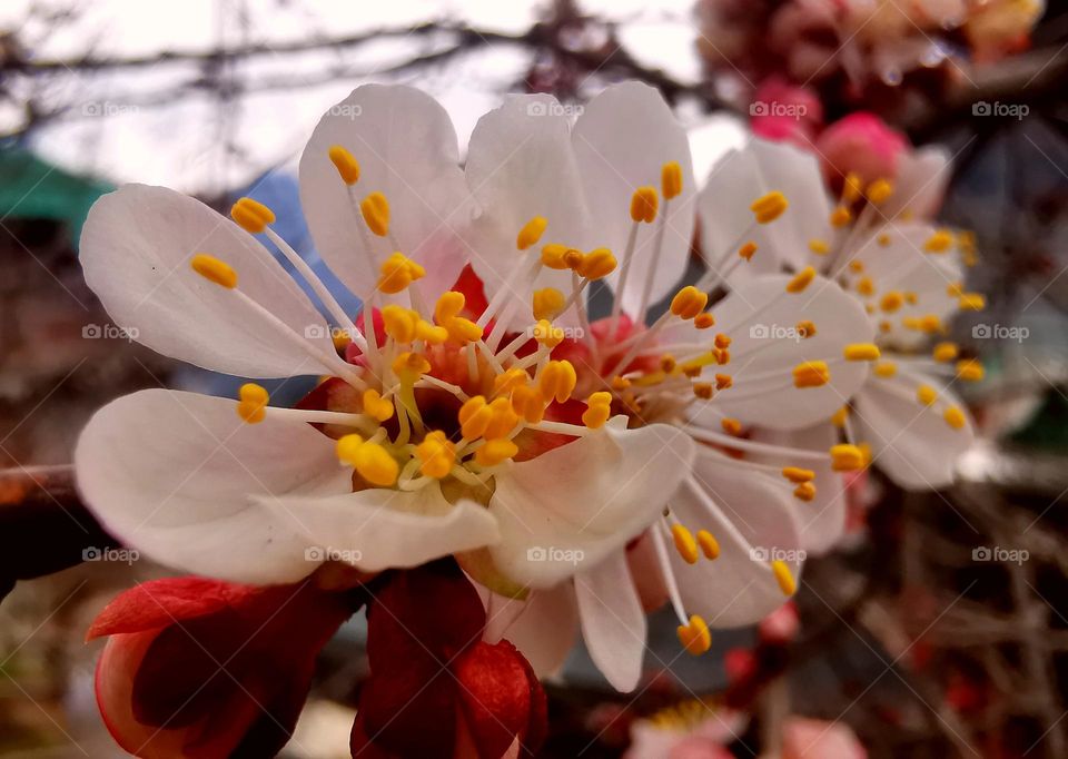 Apricot blooming