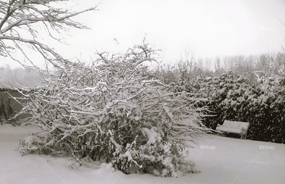 Snowy japanese quince in Maintenon