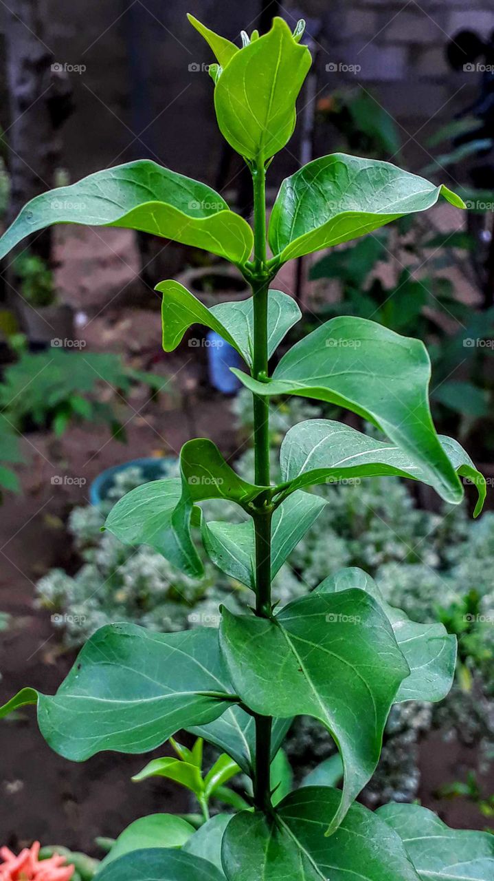 "tutu ilay" it's medicinal leaf in Sri Lanka.