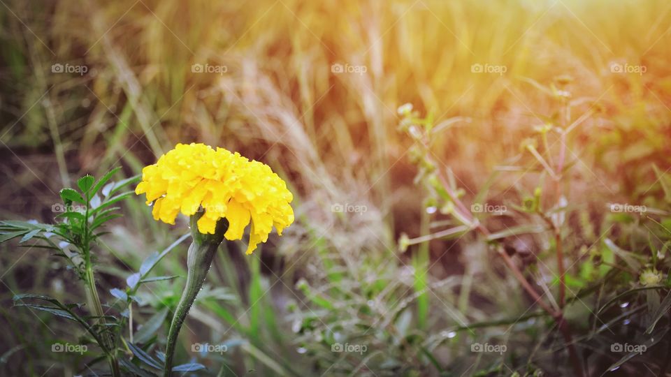 Beautiful marigold flower