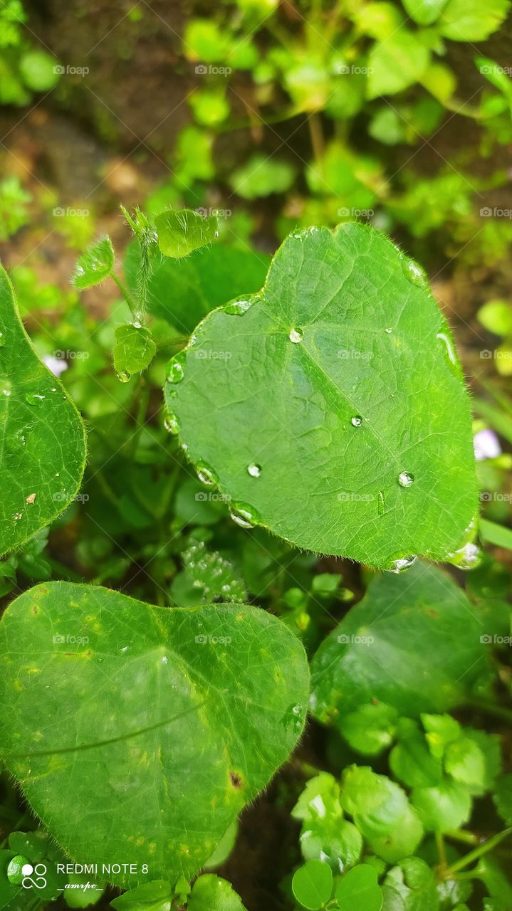 Dew drops on the edges of a lusciously green wild plant, almost glistening in the sun.