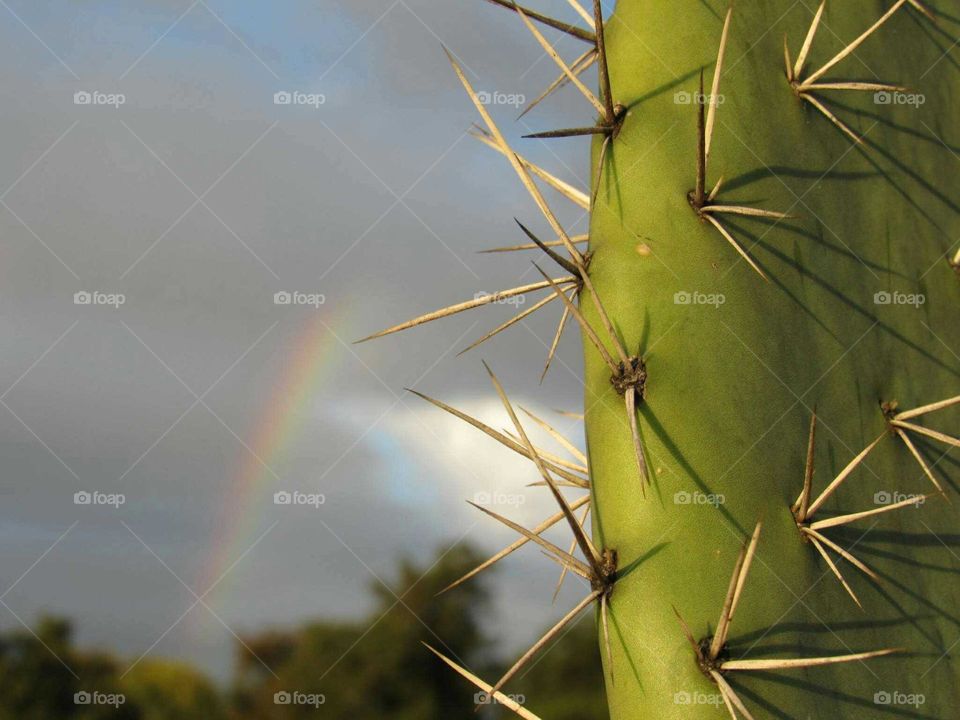 arcoiris y cactus