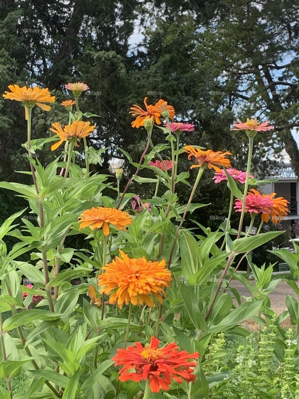 Multicolored flowers 