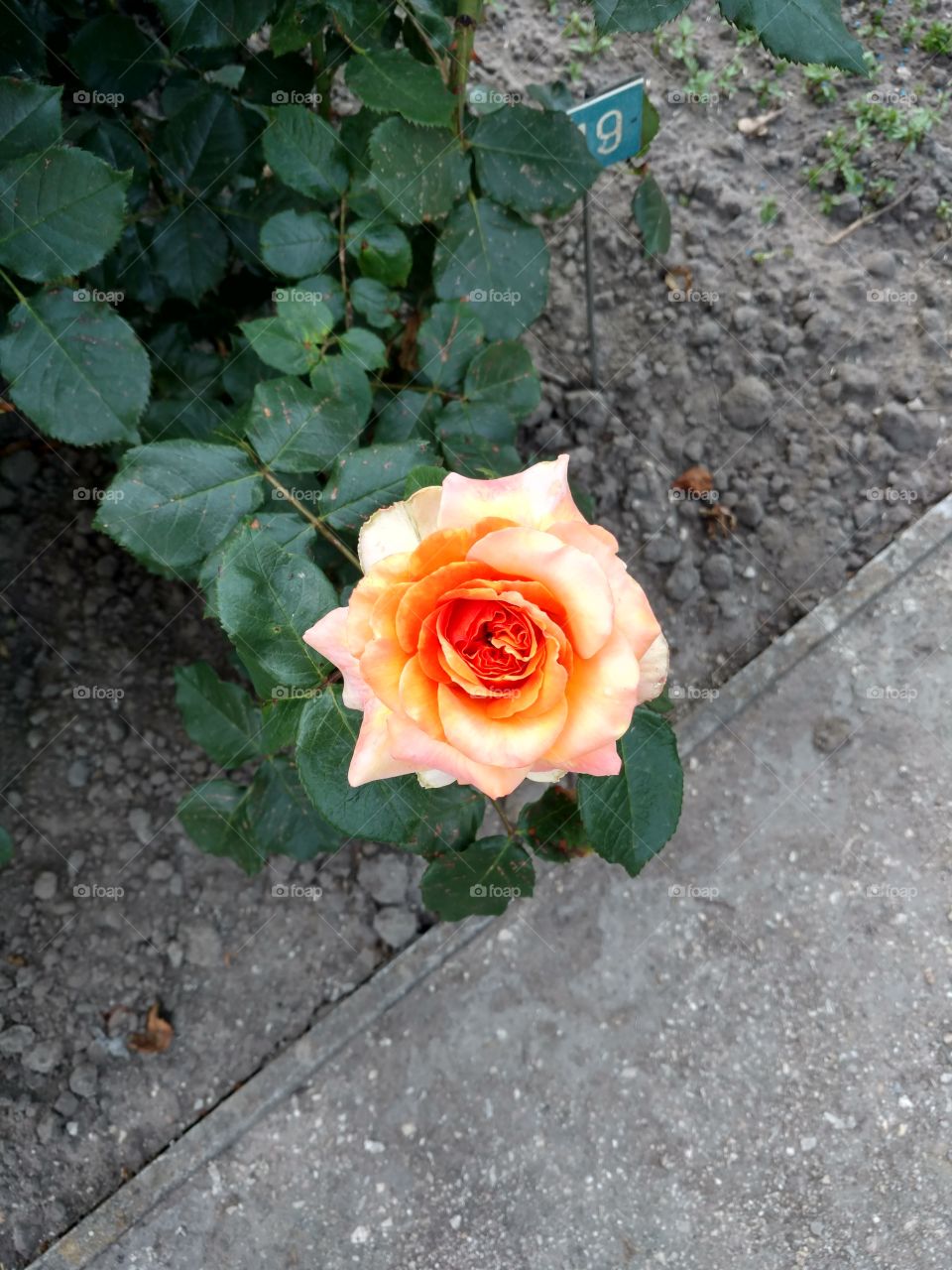 rose