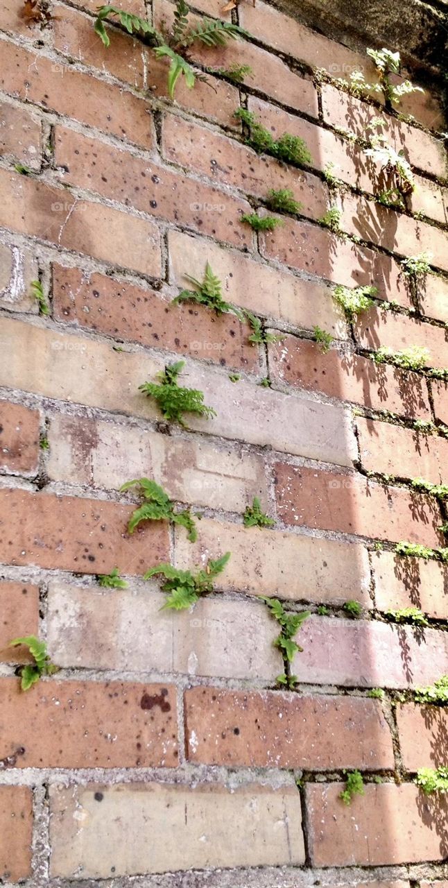 Ferns on a brick wall in The French Quarter of New Orleans.