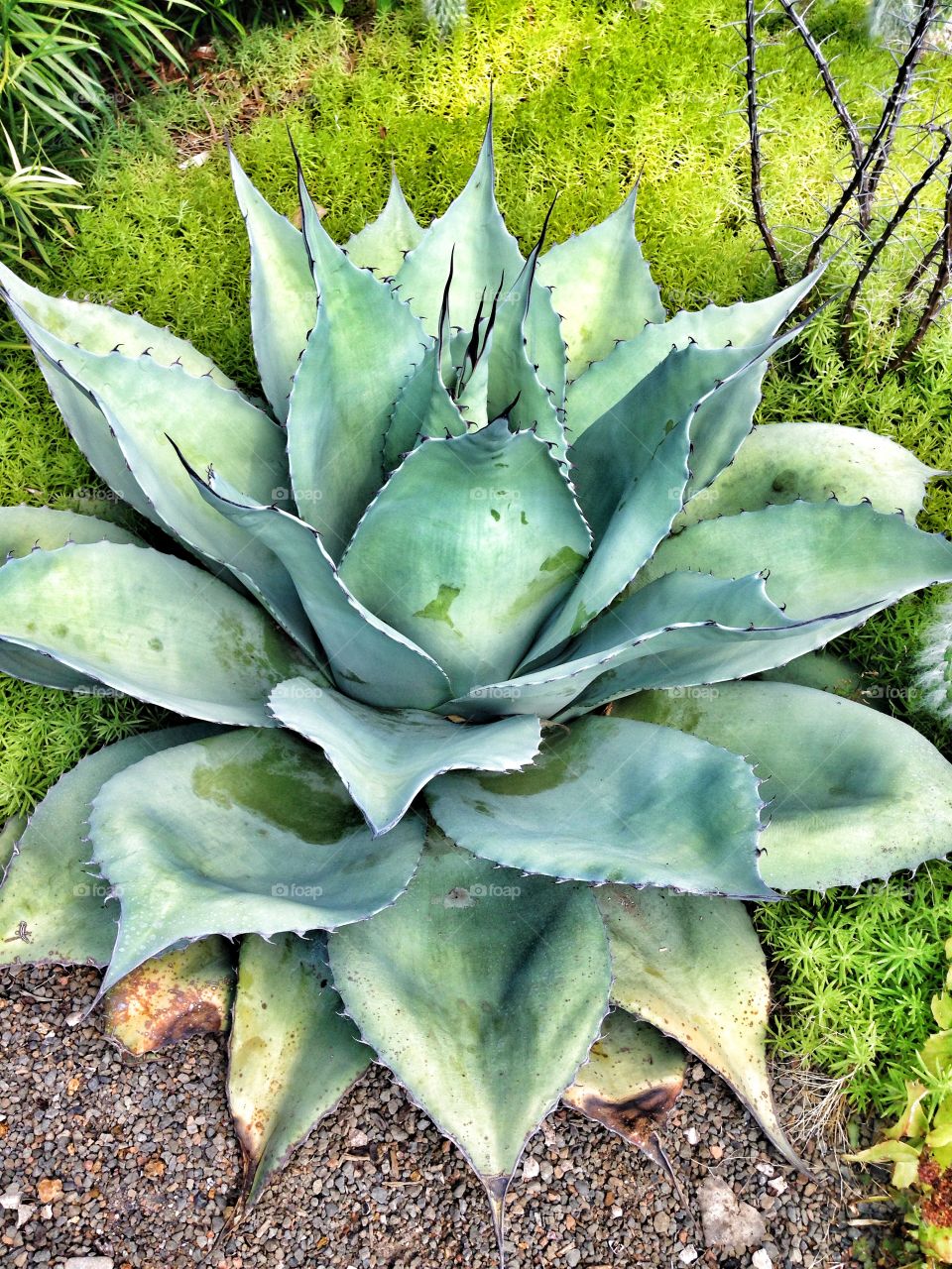 Desert beauty. Agave plant