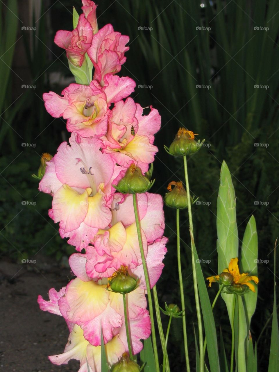 Gladiolus 