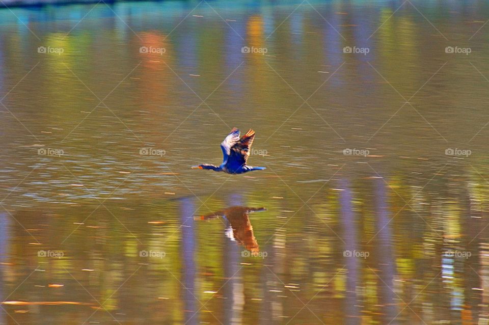 Cormorant skimming 