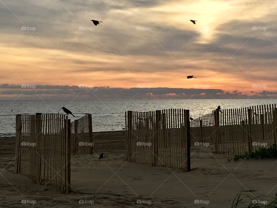 Birds on the beach fence