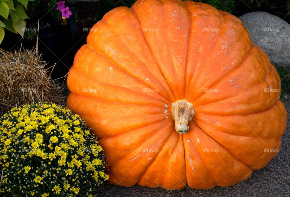 a big pumpkin