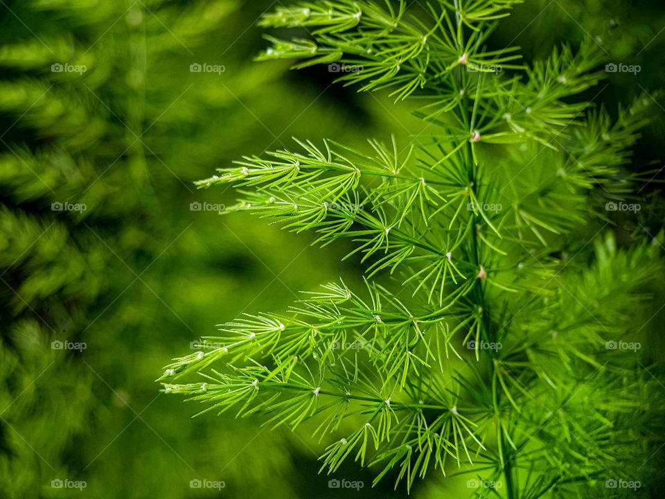 the green fern plants are usually tough in any weather to survive...