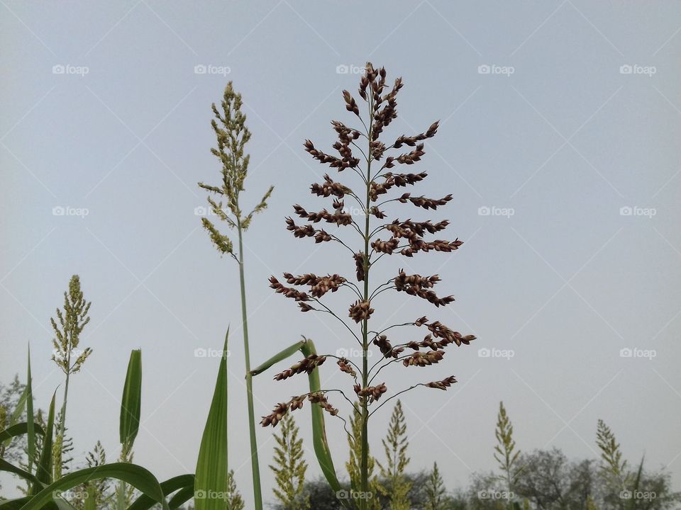 long flower in field.Wow! great color in field.