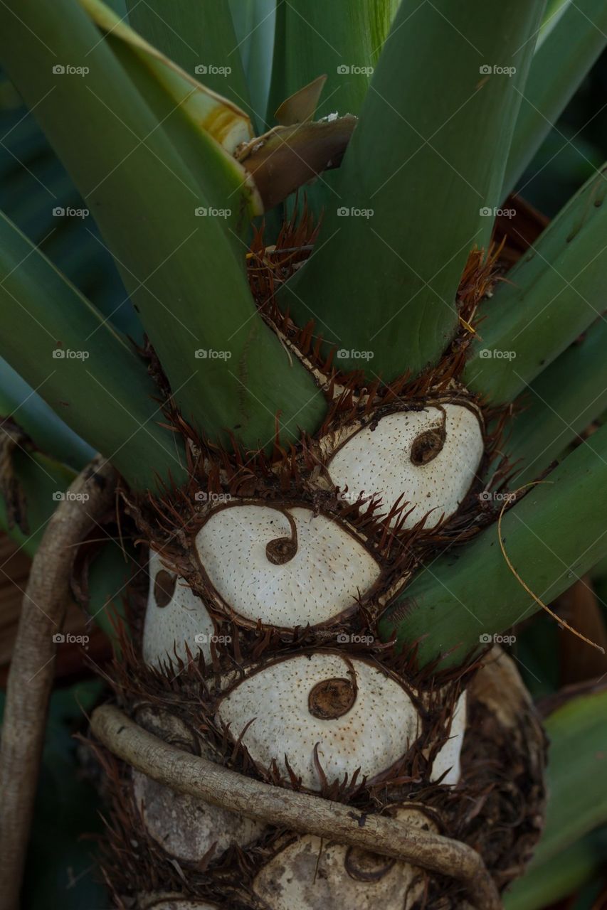 Tree Trunk Detail