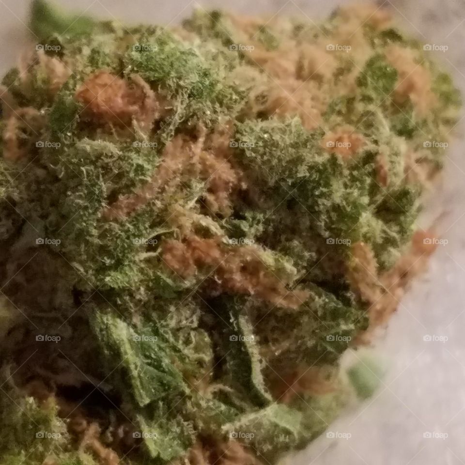 Herb, Closeup, Leaf, Pot, Marijuana