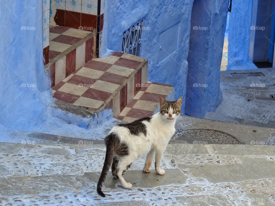 Kitten on a stroll