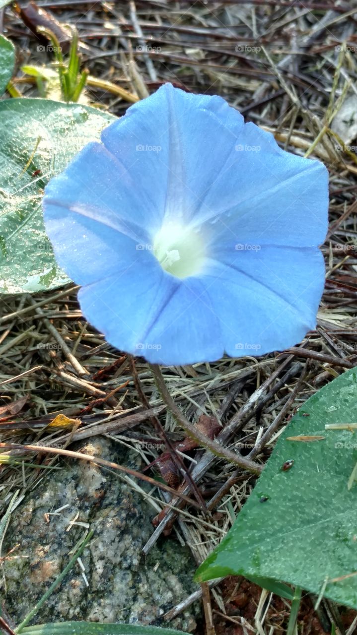 Nature, Flora, Closeup, No Person, Outdoors