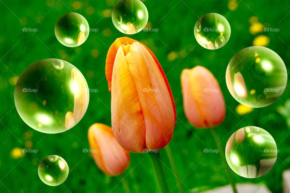 Beautiful flower with bubbles. 