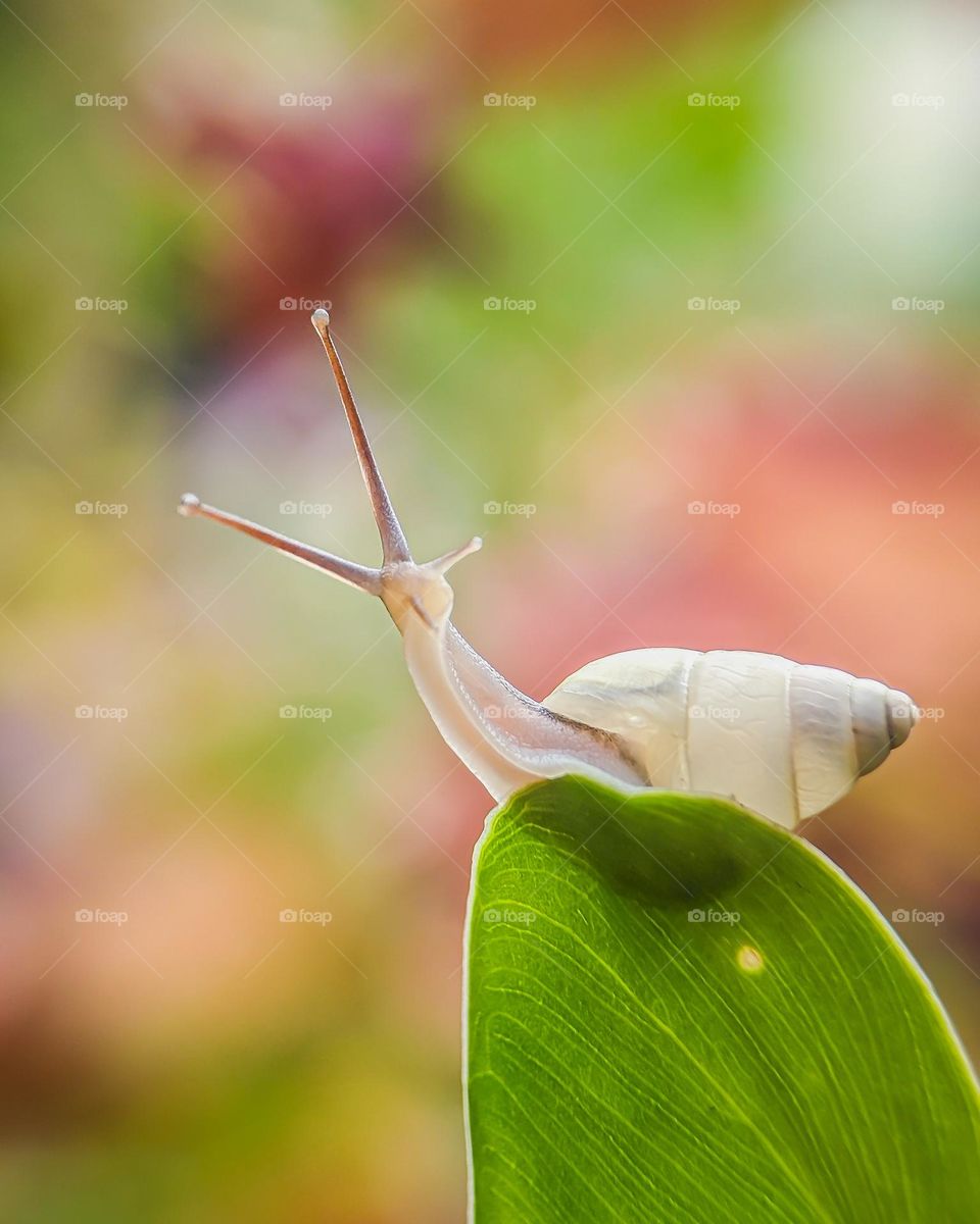White Snail Background Blur