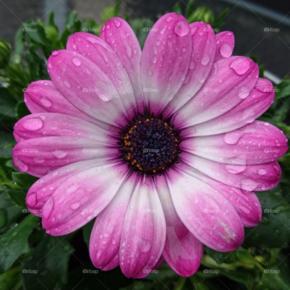 Raindrops on flower