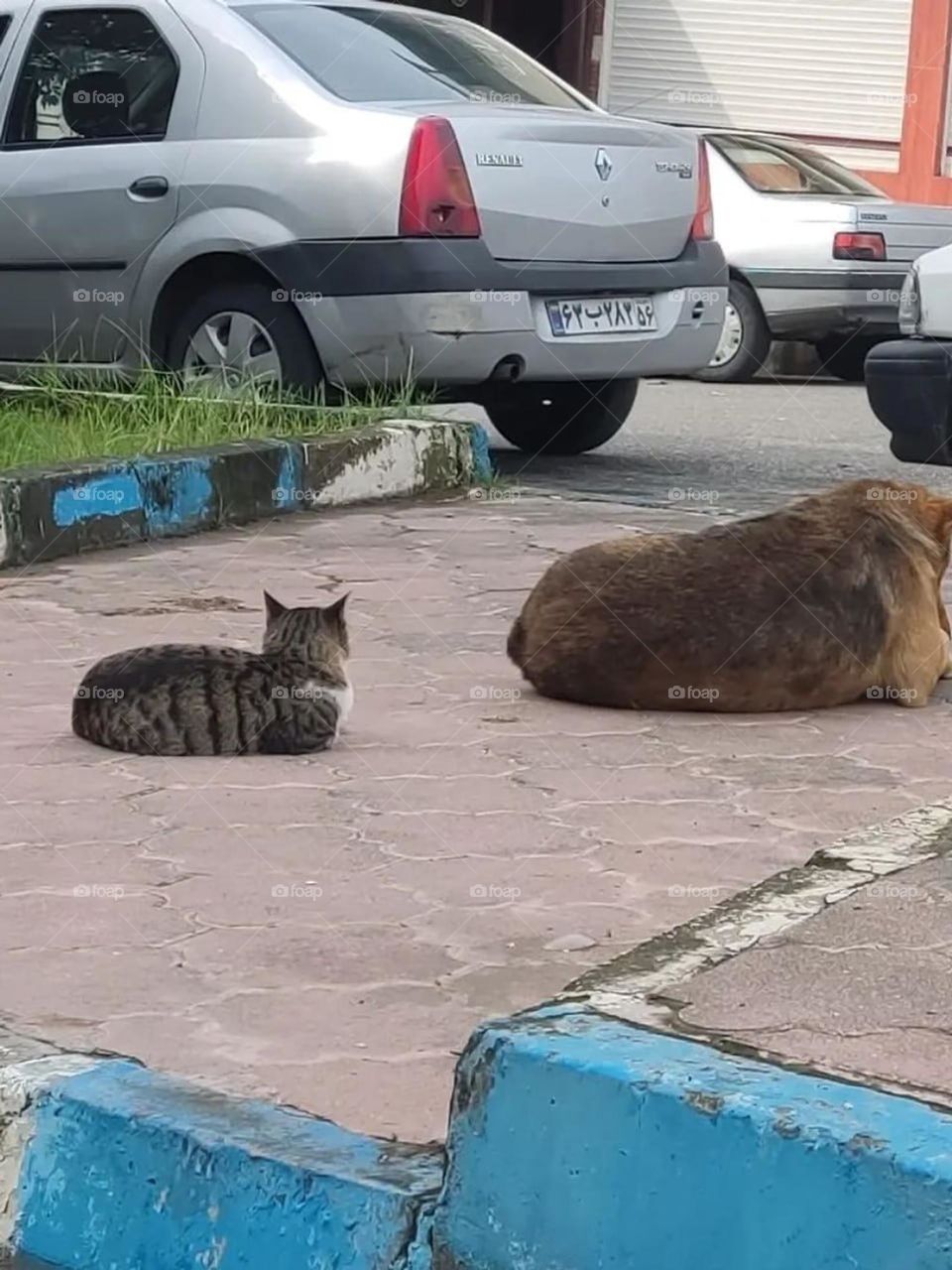 The peace between a cat and a dog