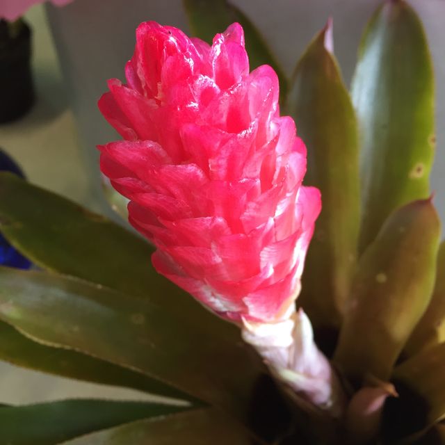 Hawaii flower