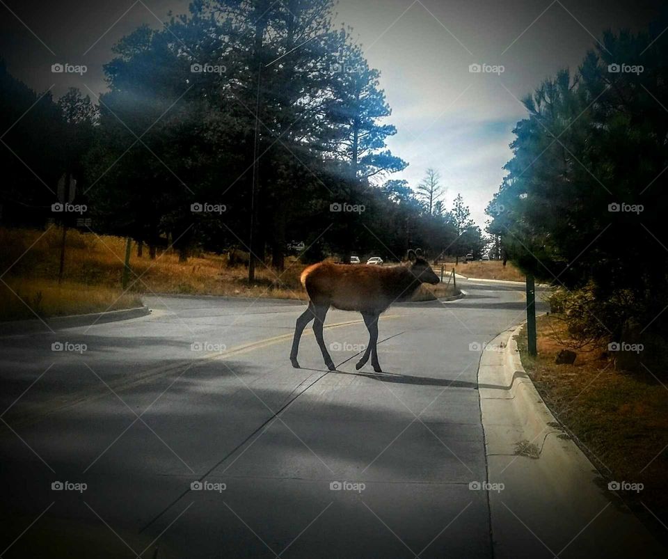 baby elk