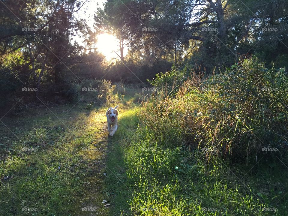 Walking the puppy at golden hour