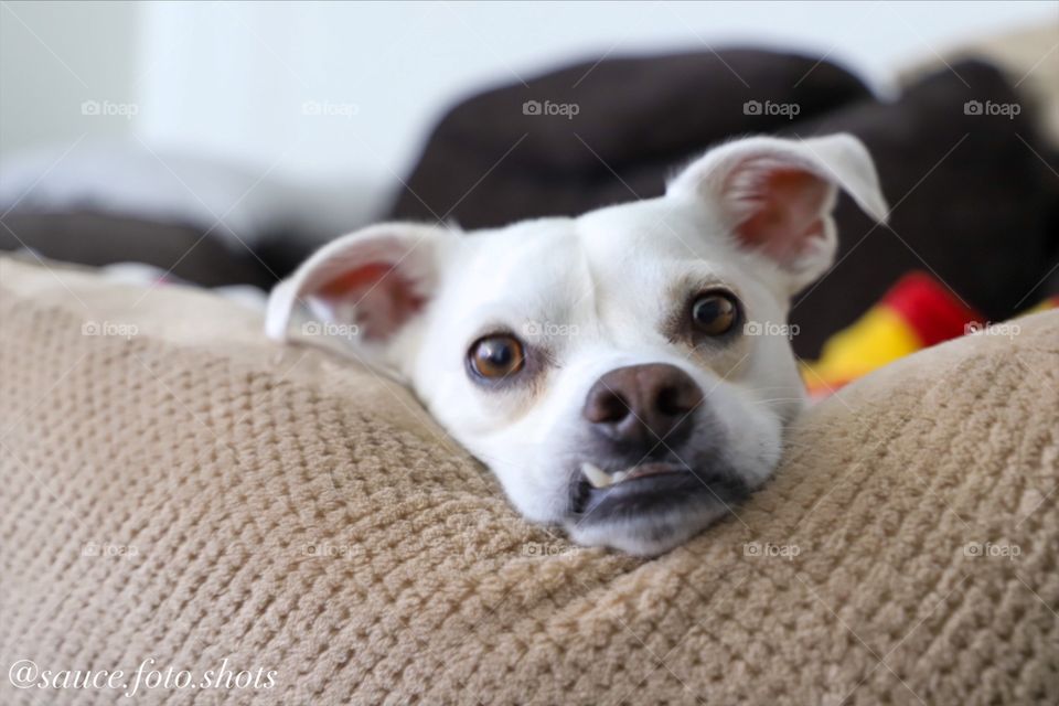 Dog resting at home. Shot on Canon EOS 6D Mark II.