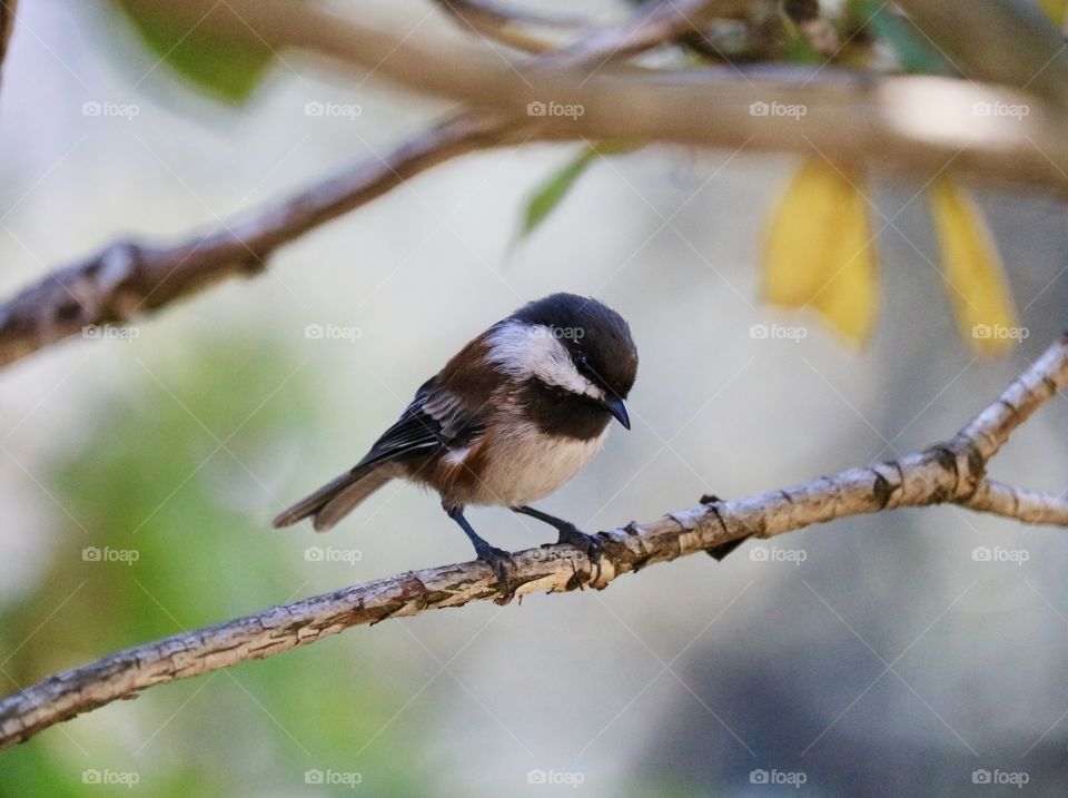 Small chickadee perched on a tree branch